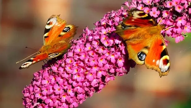 Jardin des papillons à Hunawihr