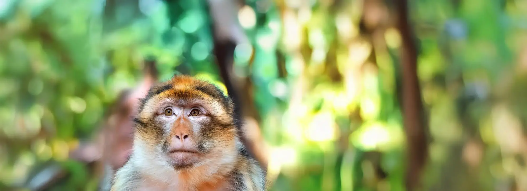 La Montagne des Singes à Kintzheim